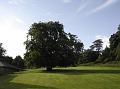 Beechwood Tree